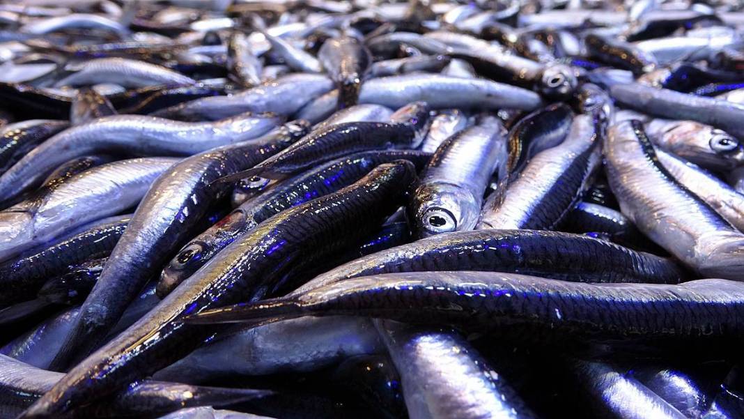 O kentte hamsinin kilosu 50 TL'ye kadar düştü! Fiyatı gören kasa kasa alıyor 13